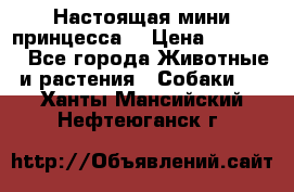 Настоящая мини принцесса  › Цена ­ 25 000 - Все города Животные и растения » Собаки   . Ханты-Мансийский,Нефтеюганск г.